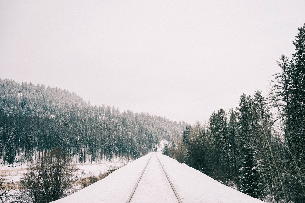Whitefish