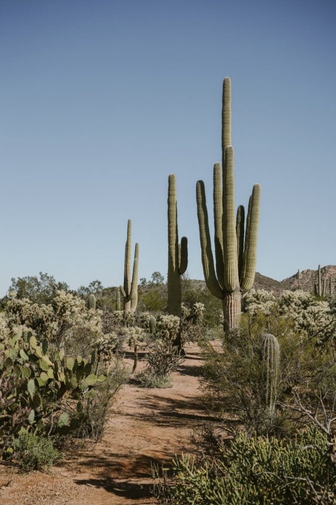 A Weekend Guide to Tucson, Arizona