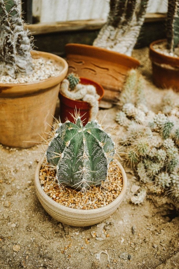 Incredible Things to Do in Palm Springs