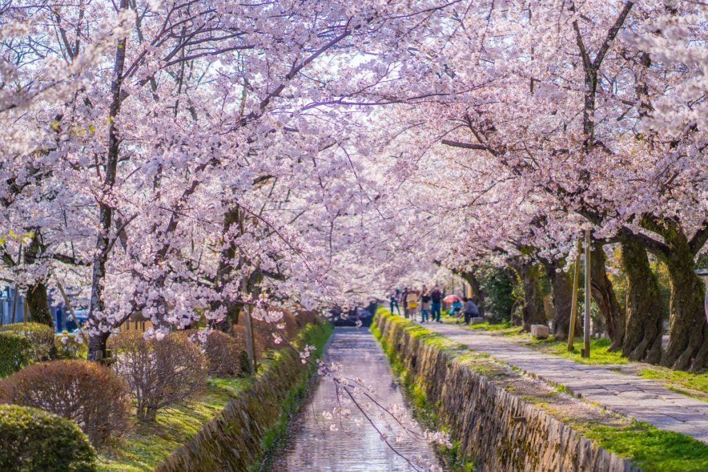 Cherry Blossoms in Kyoto