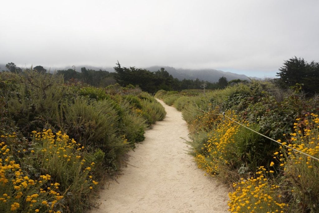 Tips For Visiting Point Lobos State Natural Reserve, Carmel