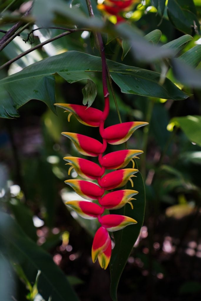 Things to Do on The North Shore of Oahu