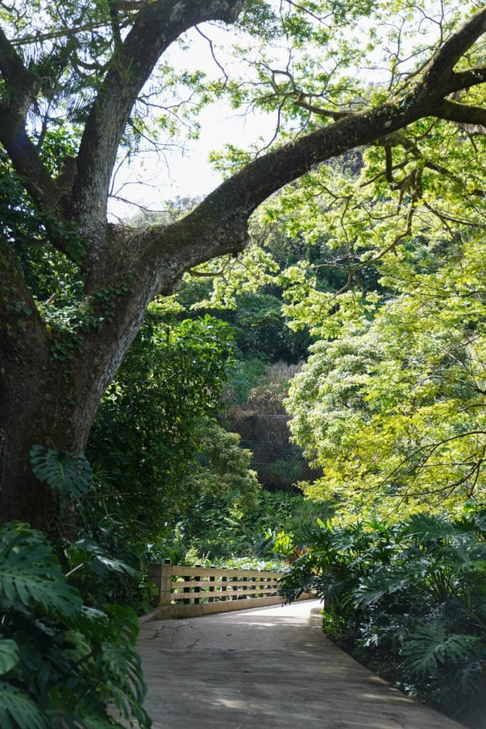 Things to Do on The North Shore of Oahu