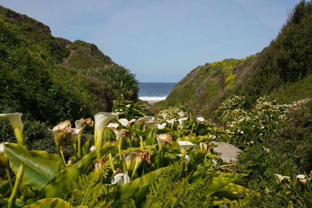 things to do big sur