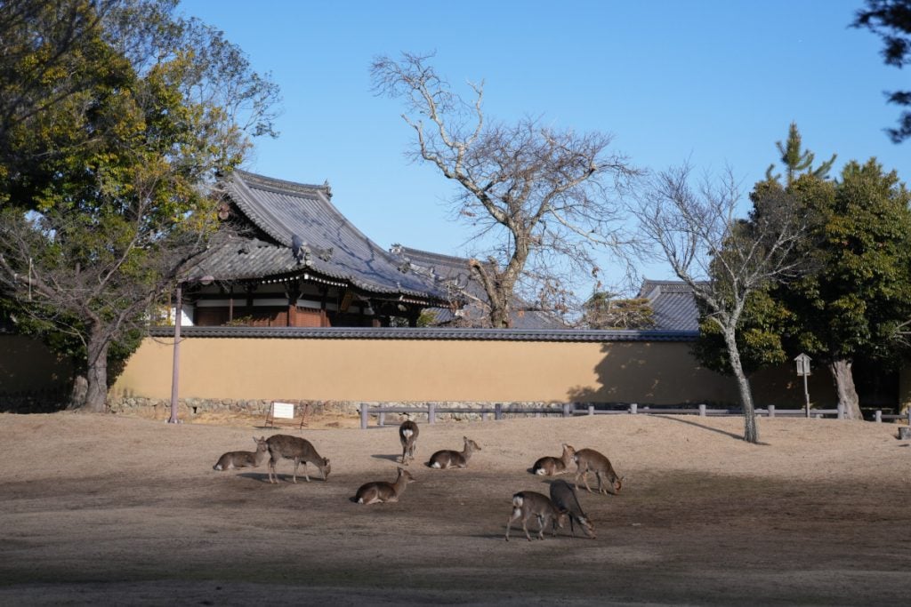 The Ultimate Nara Day Trip Itinerary From Osaka or Kyoto.deer