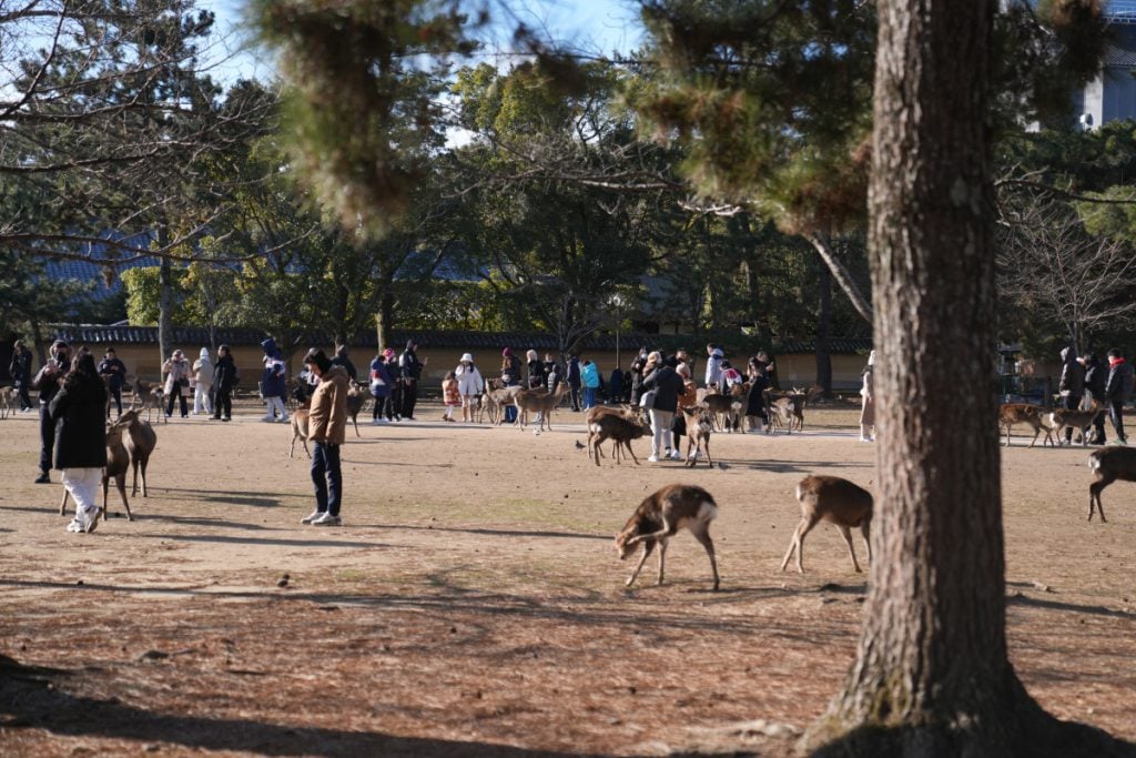 The Ultimate Nara Day Trip Itinerary From Osaka or Kyoto
