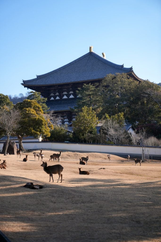 The Ultimate Nara Day Trip Itinerary From Osaka or Kyoto