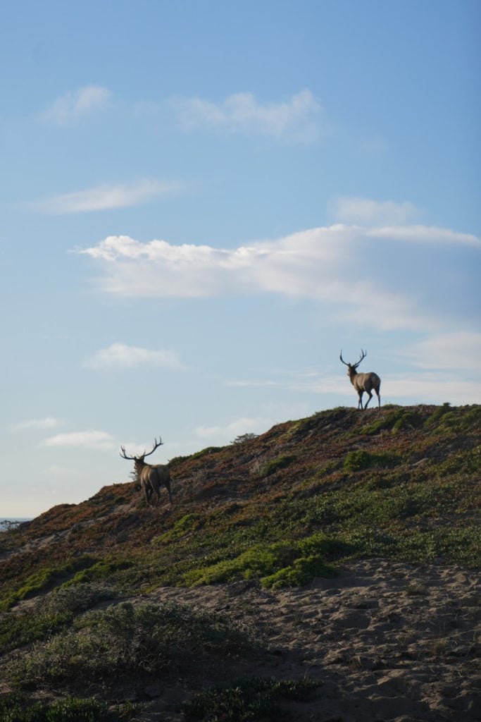 A Weekend Guide to Stinson Beach, California
