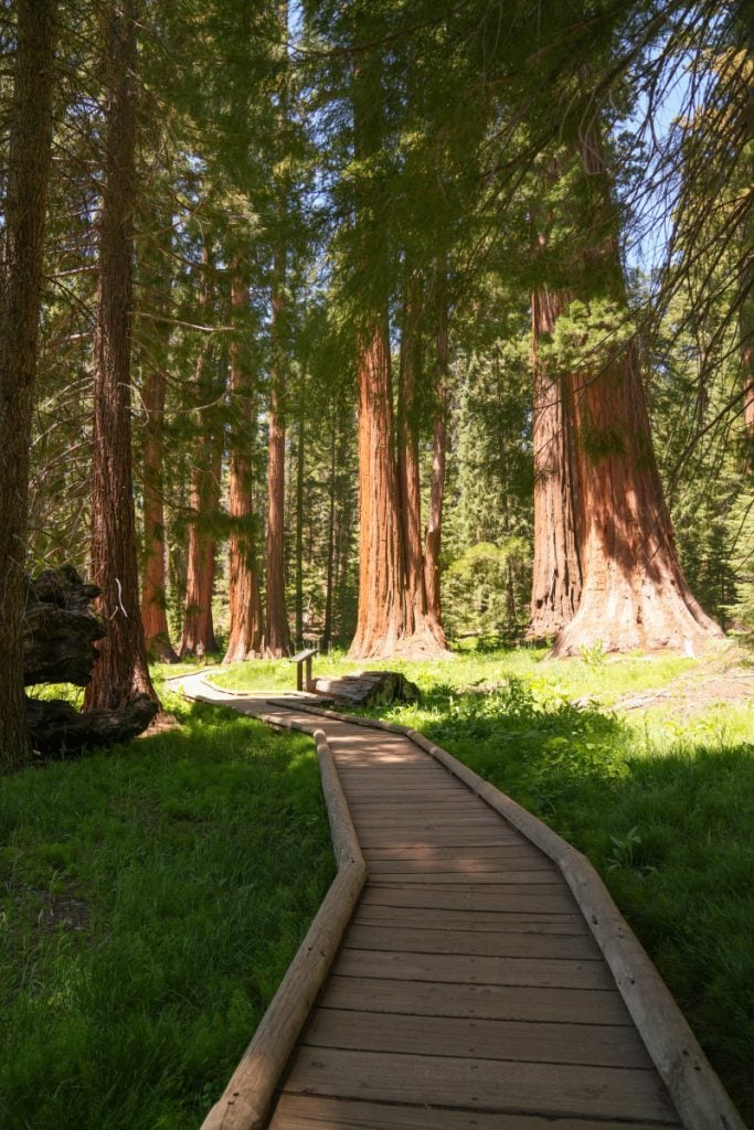 Sequoia National Park: The Best Hikes, Where to Stay, & Things to Do