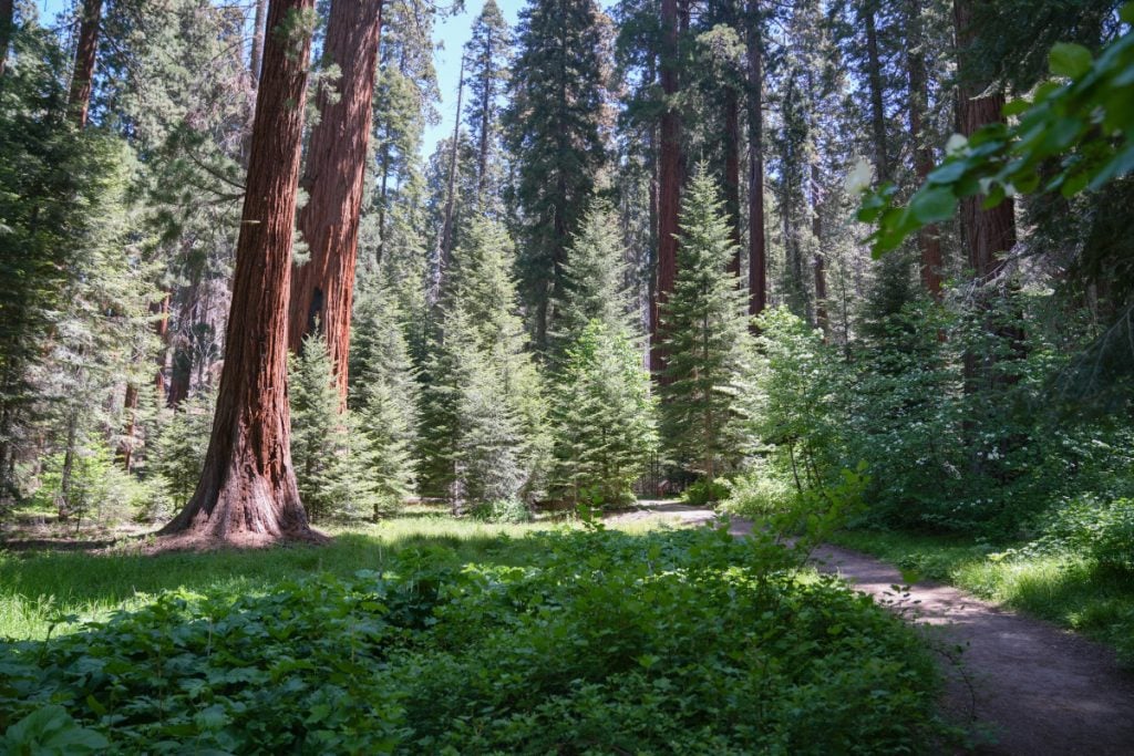 Sequoia National Park: The Best Hikes, Where to Stay, & Things to Do