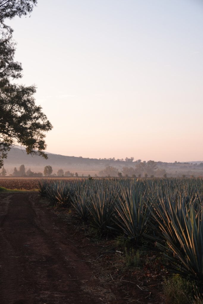 16 Best Things to Do in Guadalajara, Mexico: First-Timer's Guide