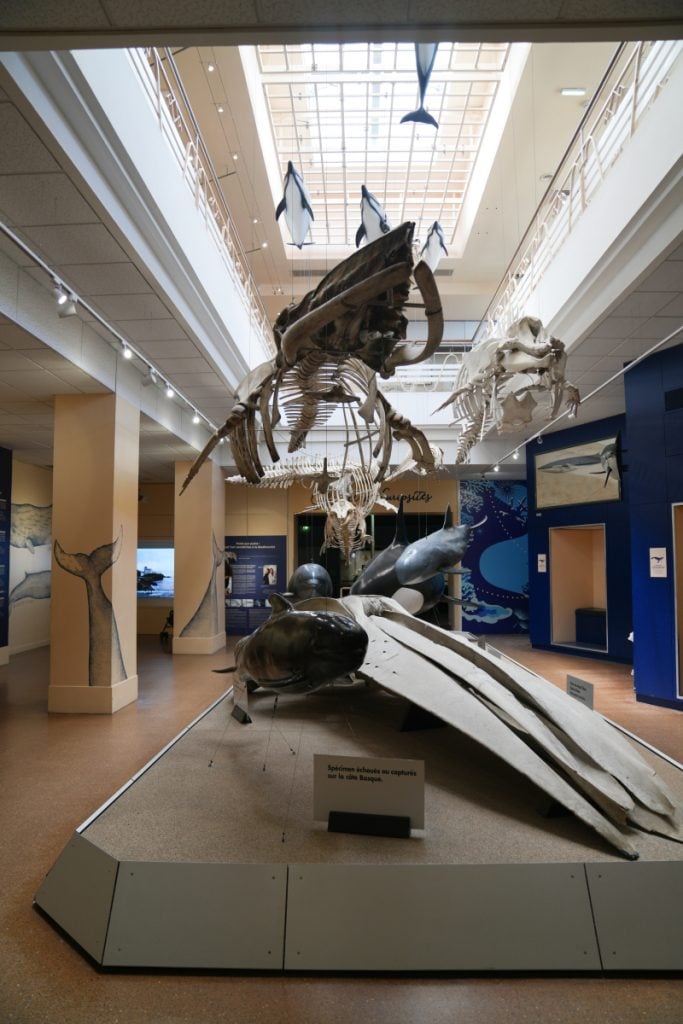 Marine mammal skeletons displayed inside Biarritz Aquarium