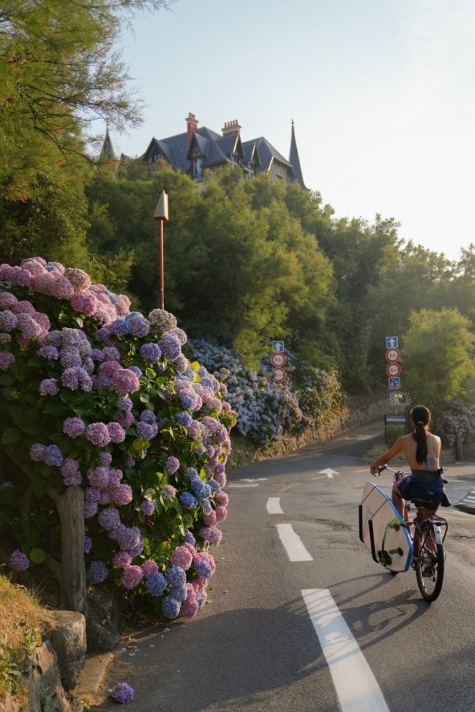 Cyclist riding past blooming hydrangeas in Biarritz