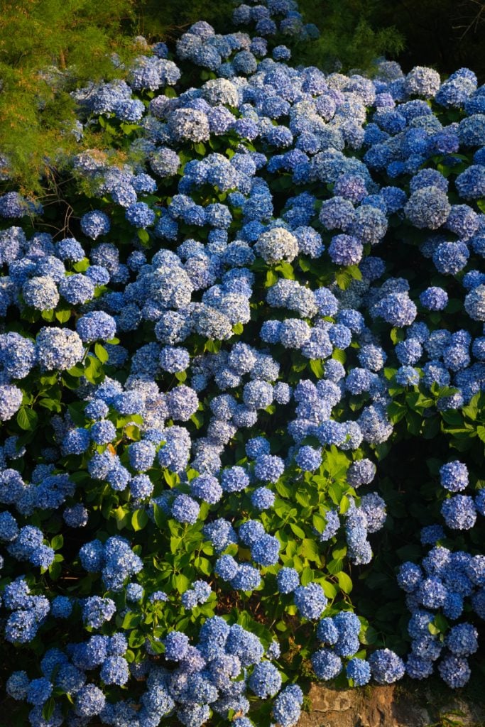 Blue hydrangeas blooming above Port des Pêcheurs