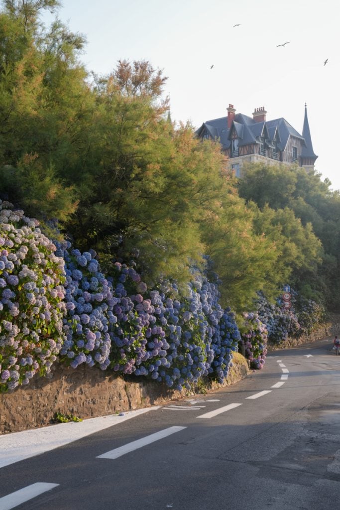 Blue hydrangeas lining the road above Port des Pêcheurs