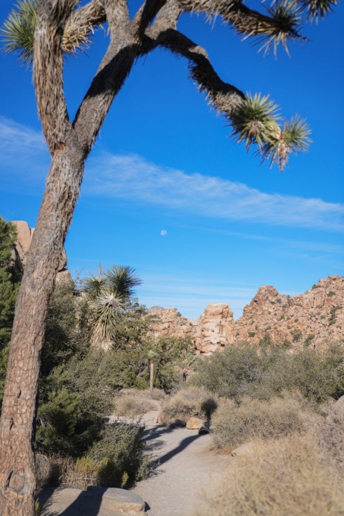 Joshua tree framing a sandy trail and rock formations in Joshua Tree National Park