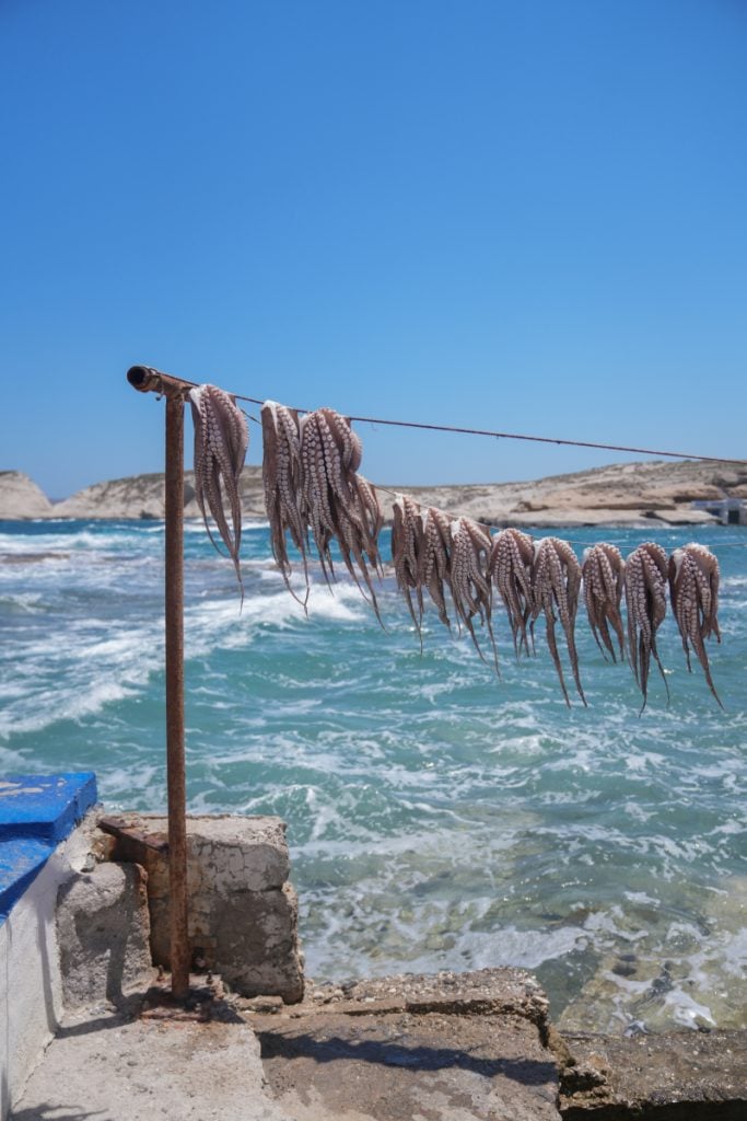 Octopus tentacles drying beside the sea at Medusa