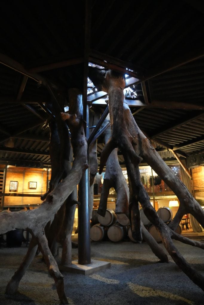 Oak tree roots inside Vinícola Bruma’s barrel room