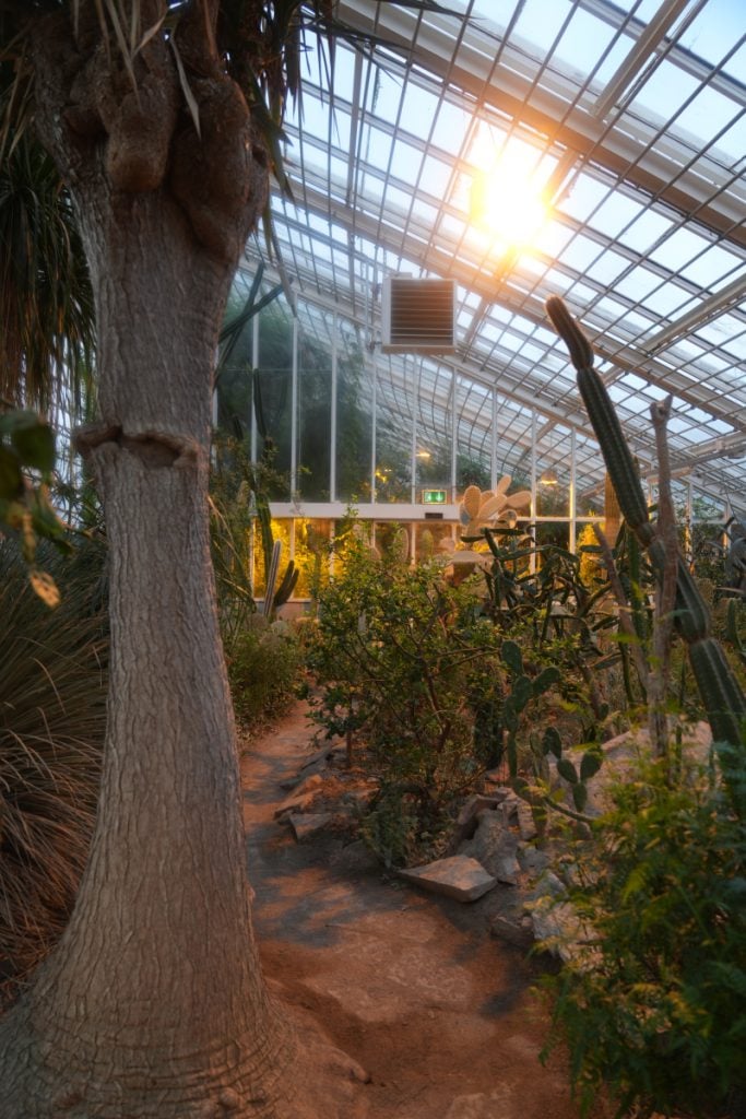 Cacti beneath the Aarhus Botanical Gardens greenhouse roof