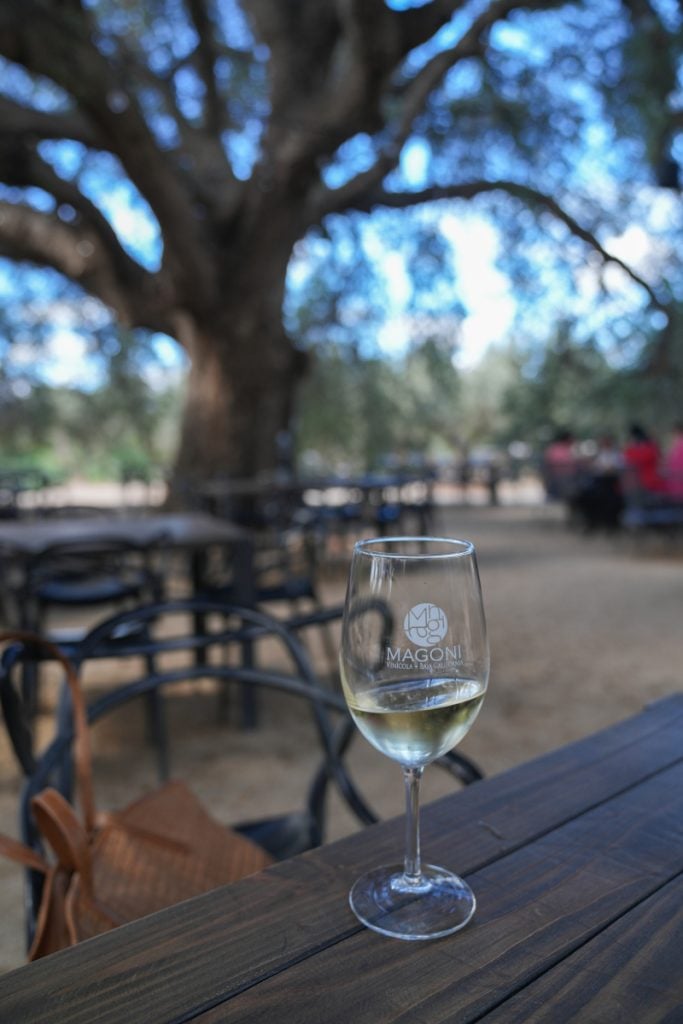 Wine glass overlooking Bodegas Magoni's oak-shaded patio