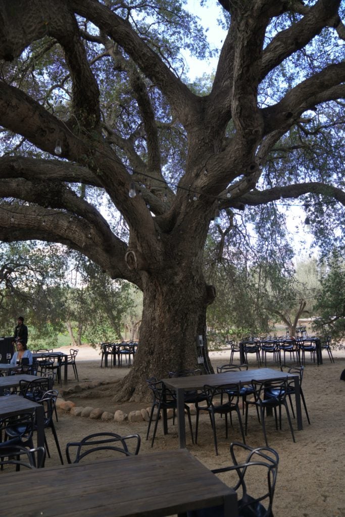 Patio tables beneath a sprawling oak at Bodegas Magoni