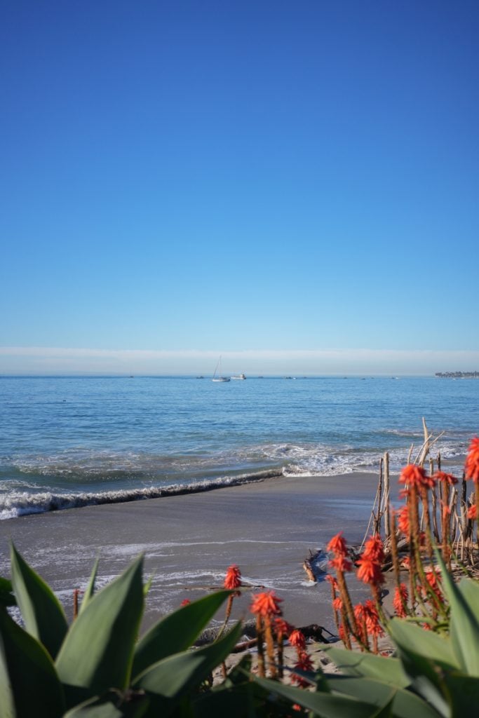 Red aloe flowers above the shoreline at Butterfly Beach, with sailboats offshore