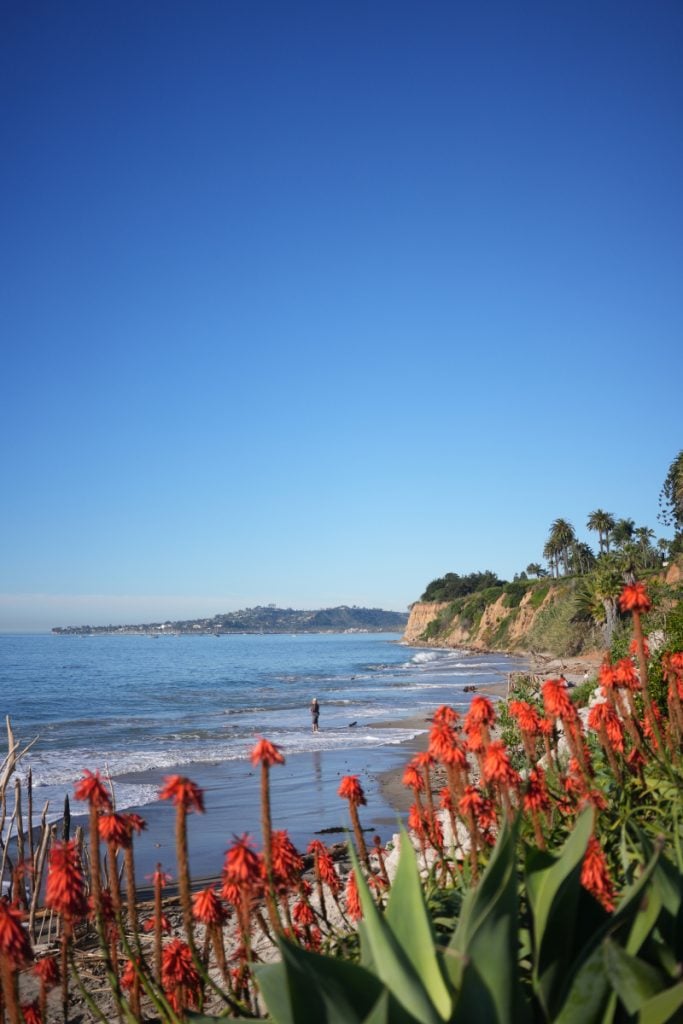 Red aloe flowers overlooking Butterfly Beach and the palm-lined coastal bluff