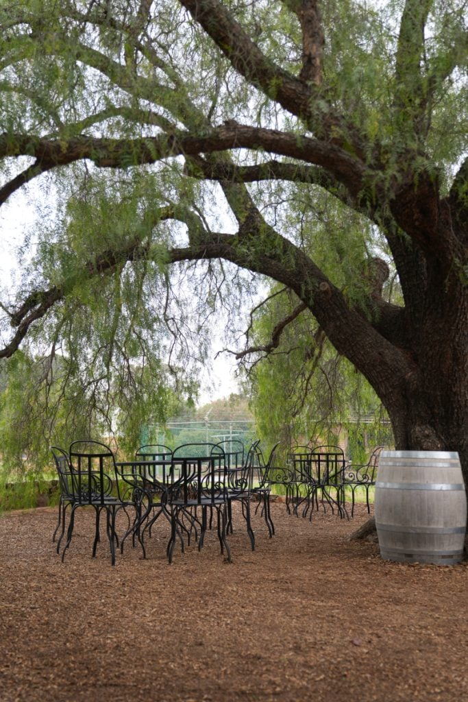 Outdoor tasting tables beneath a sprawling tree at Cavas del Mogor