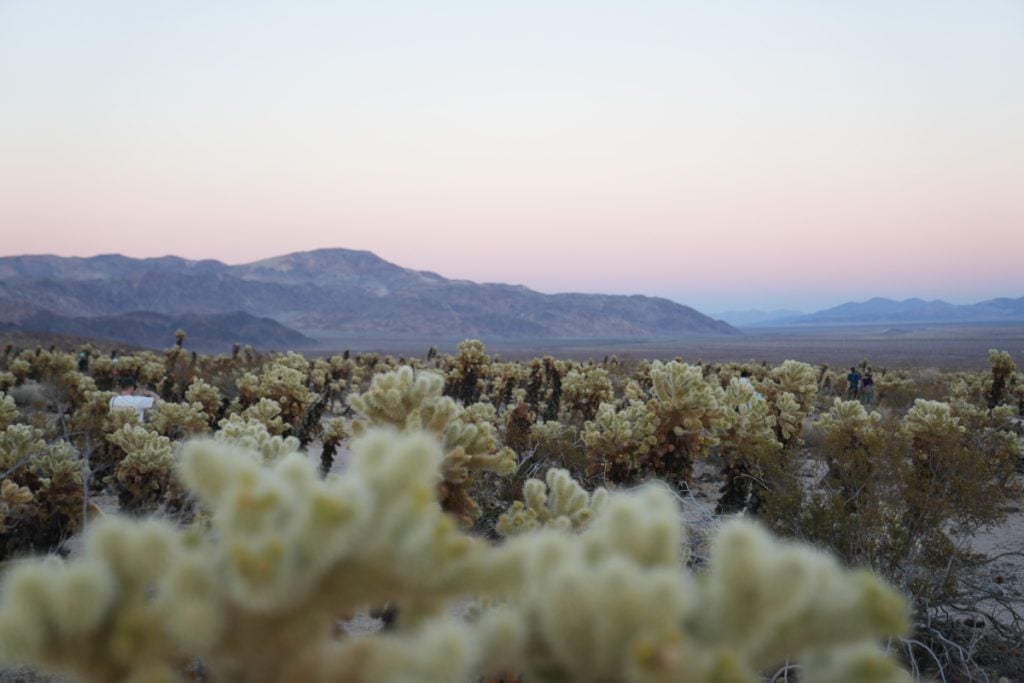 Cholla cacti and distant mountains beneath a pastel sky in Joshua Tree National Park