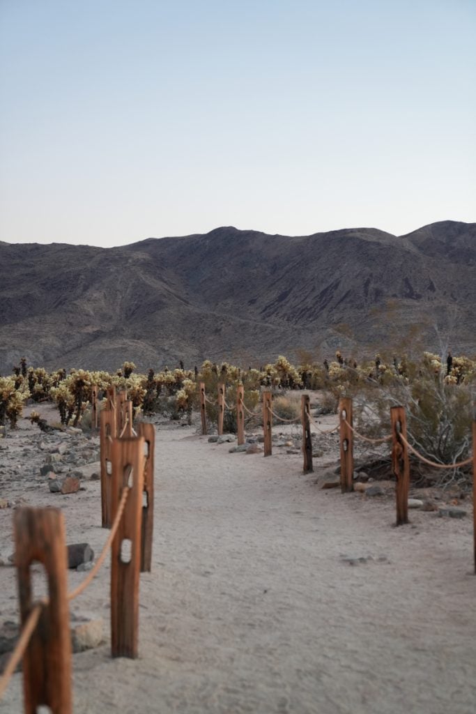 Rope-lined path through the Cholla Garden in Joshua Tree National Park