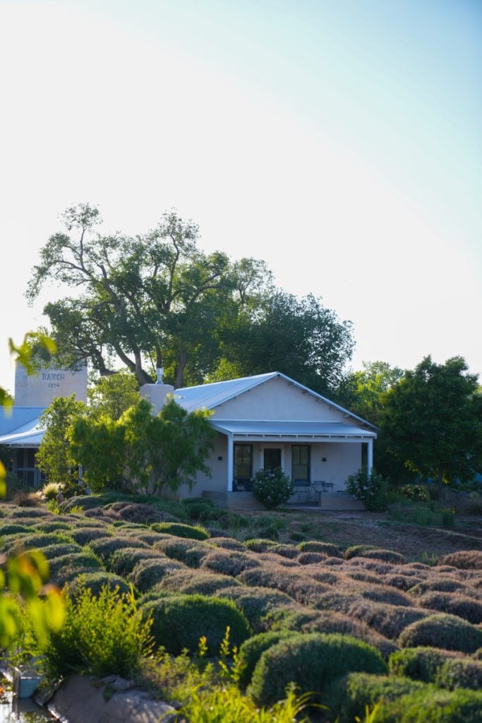 Los Poblanos buildings beyond a lavender field