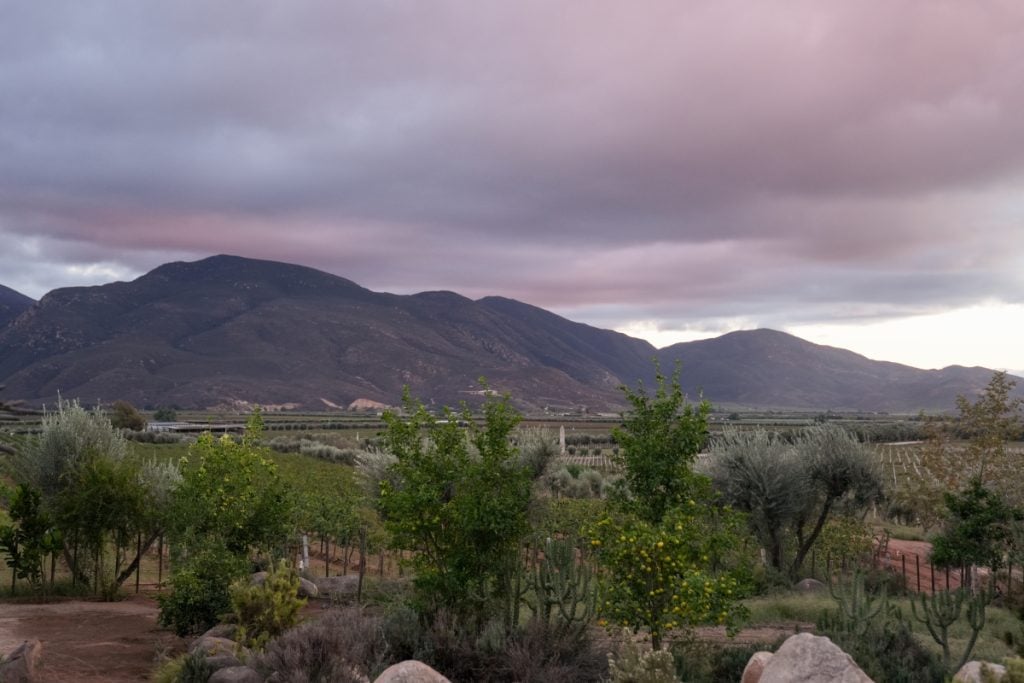 Vineyards beneath pink clouds in Valle de Guadalupe